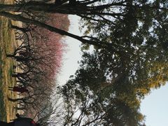 -无锡梅园公园
