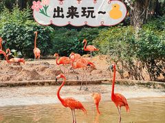 -广州长隆飞鸟乐园