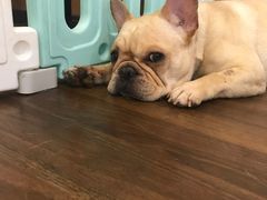 -柯斗斗主题餐厅·狗咖·围炉煮茶·茶饮(国瑞升平里店)