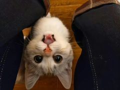 -鹅冠港式茶餐厅(来福士店)