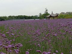 -杭州城北体育公园