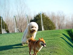 -爪吧宠物乐园 (温榆河示范区店)