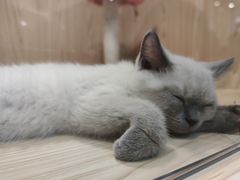 -屋虎猫馆(宝安大仟里店)