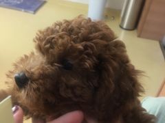 -芭比堂动物医院·犬猫全科·异宠专科(雁塔分院)