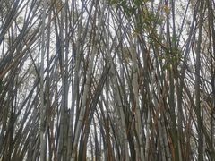 -玉树公园