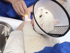 -诺比宠物医院心脏内科·泌尿肾内外科·骨科急重症