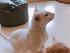 -飞行喵MR PILOT|猫舍·猫咖(静安大融城店)
