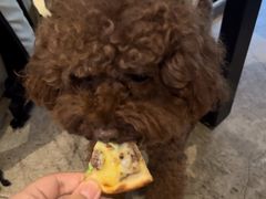 -百好乐宠物友好餐厅(朝外大街店)