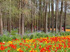 -上海共青森林公园