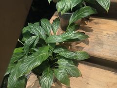 -滇铺子·云南特色菜·第九届野生菌美食节(东风东路c86店)