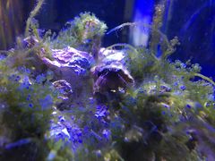 -齐海鱼圣深海石斑鱼火锅店(极地海洋世界店)