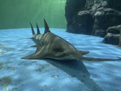 -上海海洋水族馆