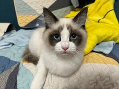 -艾吉宠物医院·疑难杂症转诊中心·猫友好(碧江路院)