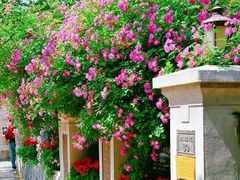 -天津五大道文化旅游区