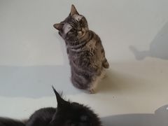 -豆逗聊愈猫阁Easy Life