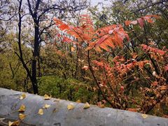 -阳台山自然风景区