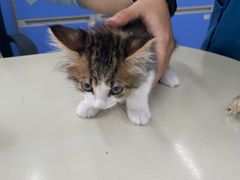 -瑞派动物医院·猫专科·至诚(江南中分院)