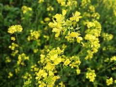 -艾溪湖湿地公园