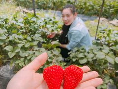 -小鱼草莓采摘园农家乐·小鱼餐厅