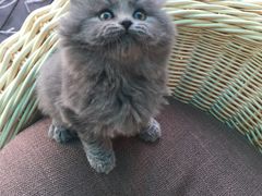-喵zoo家庭繁育猫舍(尖东智能花园店)
