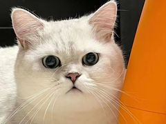 -欣宠猫屋·矮脚拿破仑·蓝金金渐层
