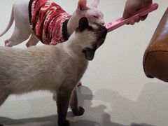 -藏猫猫咖啡主题馆(中央大道店)