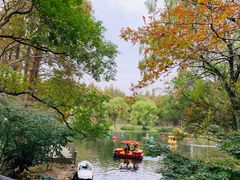 -上海共青森林公园