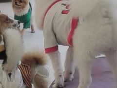 -怪兽屋·羊驼·猫咖·狗咖(俊华广场店)