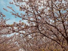 -高东镇樱花园
