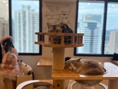 -有喵·猫咖·狗咖·30几只猫10只小狗(岗厦店)