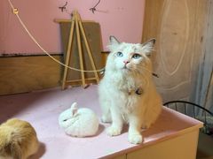 -MOCHA明星猫咖(田子坊店)