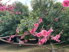 -白塘生态植物园
