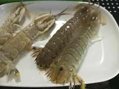 -蚝专家