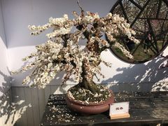 -香雪海