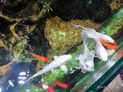 -太平洋海底世界