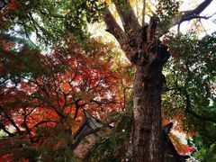 -青岛崂山太清宫