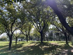 -洨河生态公园
