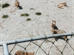 -西霞口神雕山野生动物世界