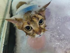 -佳雯宠物医院·皮肤科·内外科(春晓路分院)