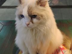 -喵喵咪呀布偶猫咖(春熙路店)