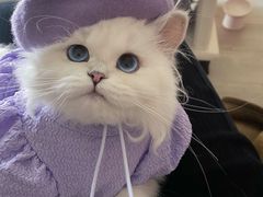 -欣宠猫屋·矮脚拿破仑·蓝金金渐层