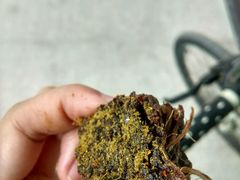 -都士牧人现烤牛肉干