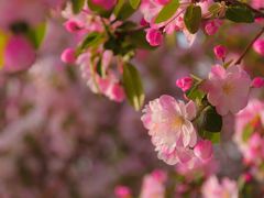 -海棠花溪(元大都城垣遗址公园)
