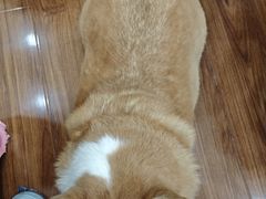 -汪说·狗咖·拼豆·宠物周边DIY(旺城大厦店)