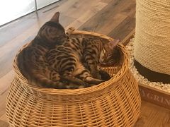 -袖虎·猫馆(体育西路店)