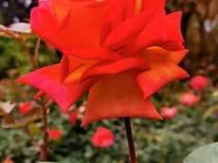 -人民公园(罗湖区)