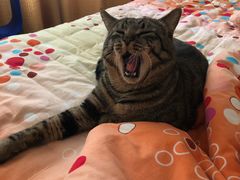 -紫· 割烹  Kappo Murasaki