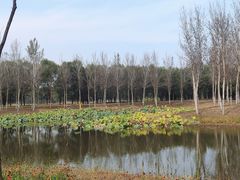 -东郊湿地公园