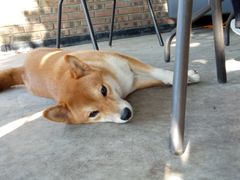 -柴犬高等学院·狗咖·柴犬售卖·宠物训练