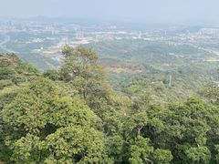 -黄埔油麻山森林公园